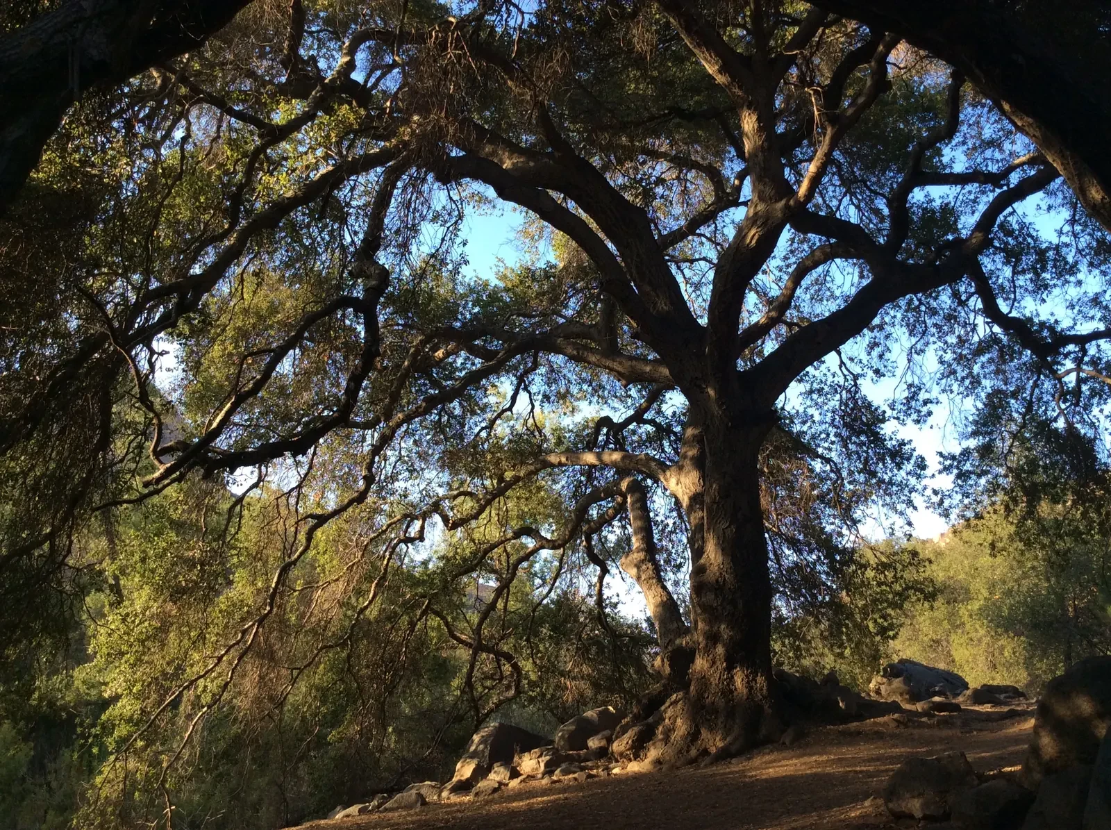 Large mature oak tree with spreading branches lit by warm sunlight above a woodland trail.