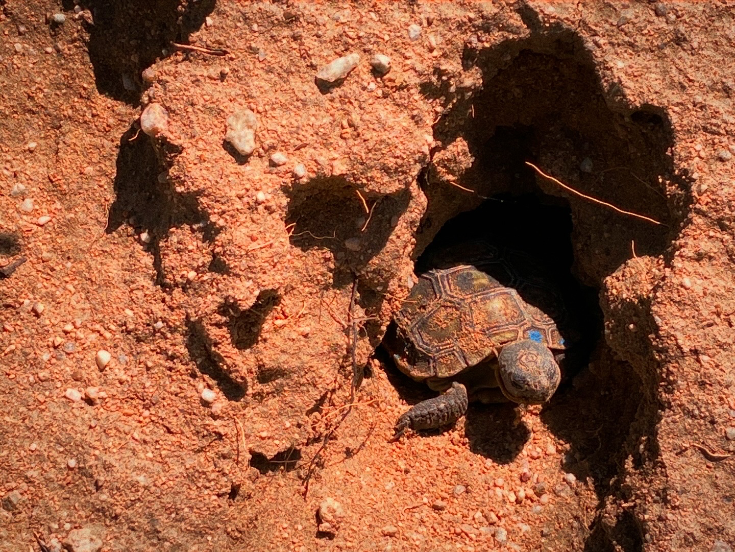 Desert Tortoise Welcome — Desert Living