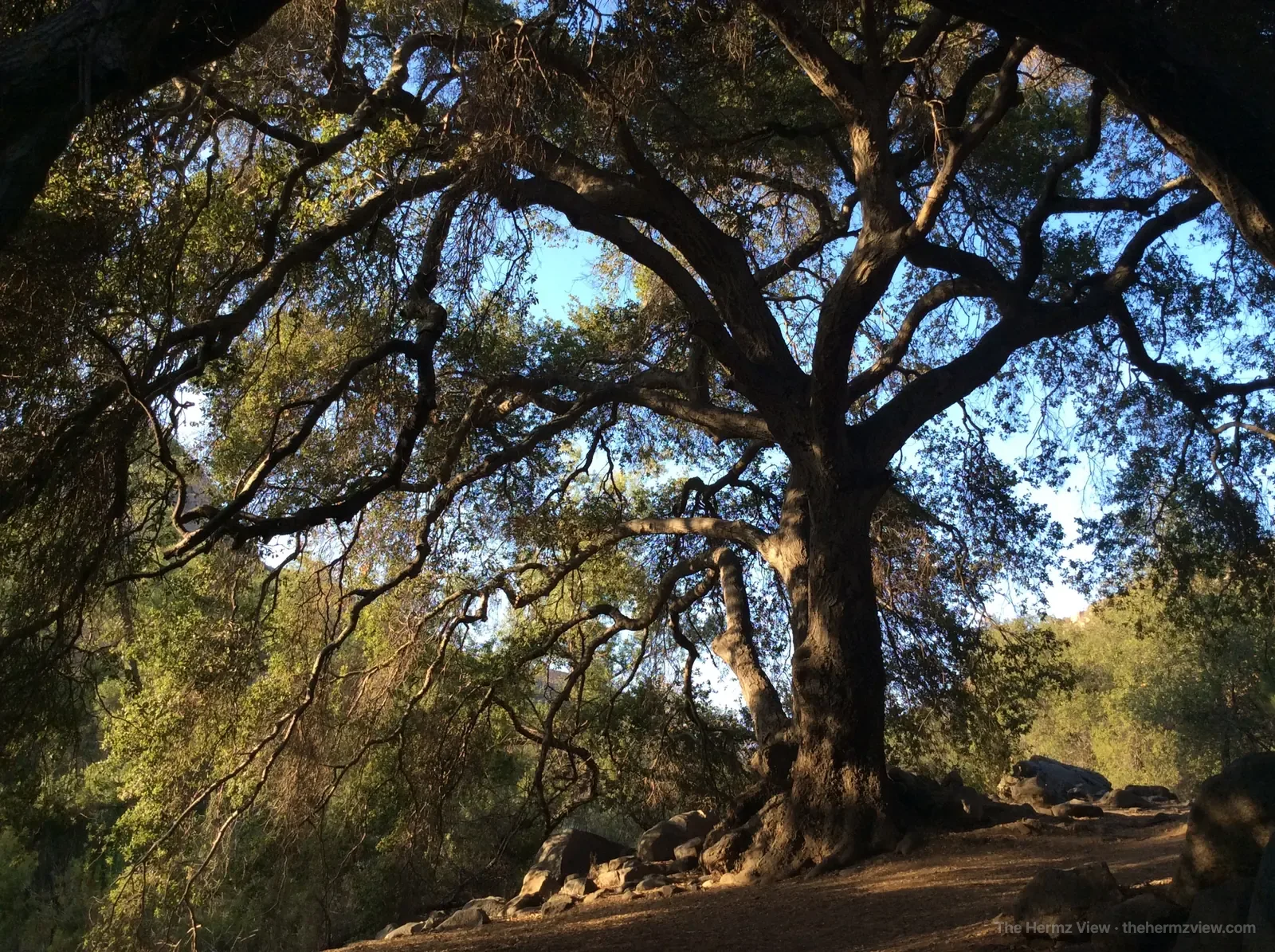 Large mature oak tree with spreading branches lit by warm sunlight above a woodland trail.
