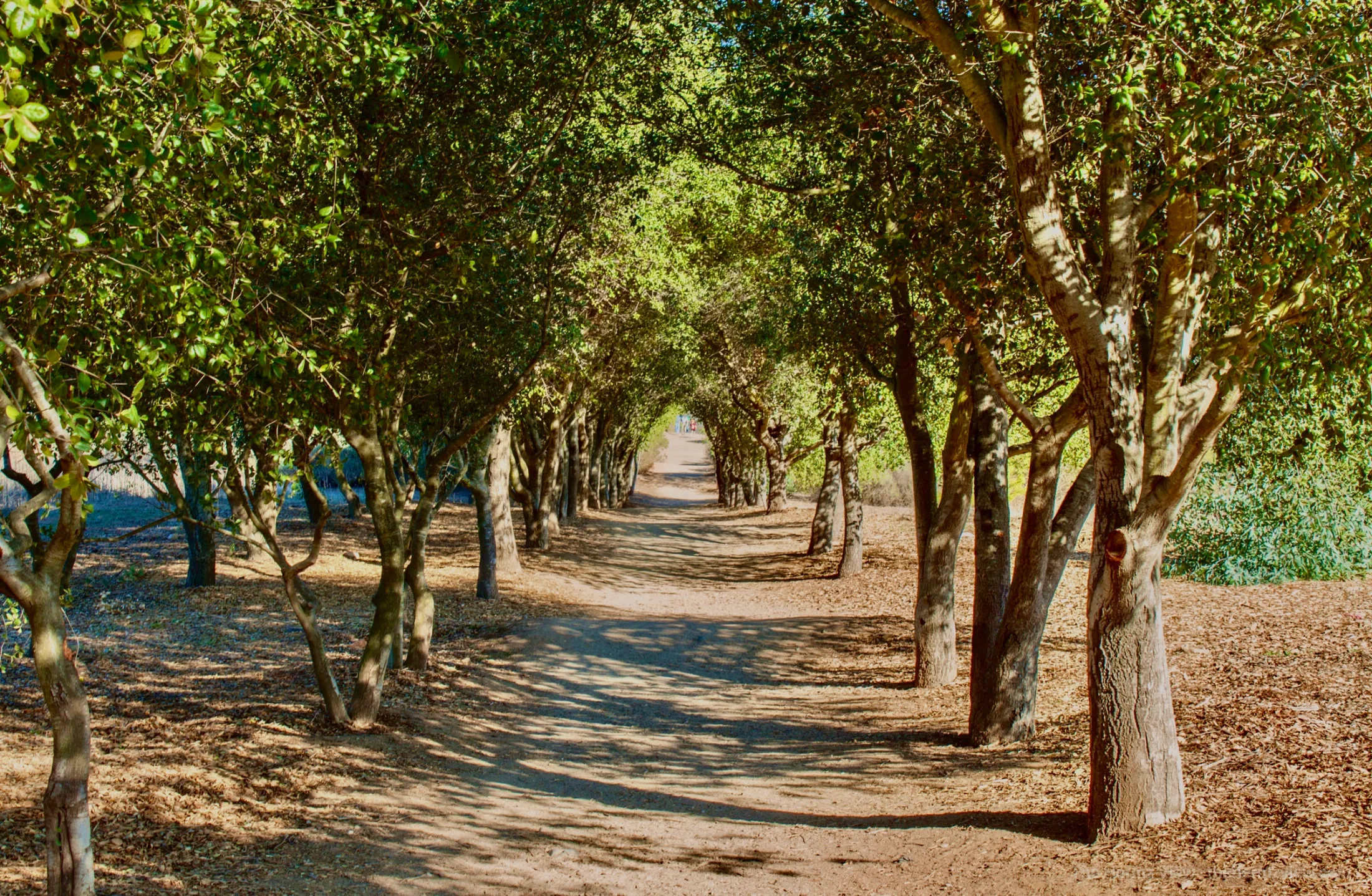 A dirt trail stretches forward framed by a dense canopy of green trees casting dappled shadows on the ground.