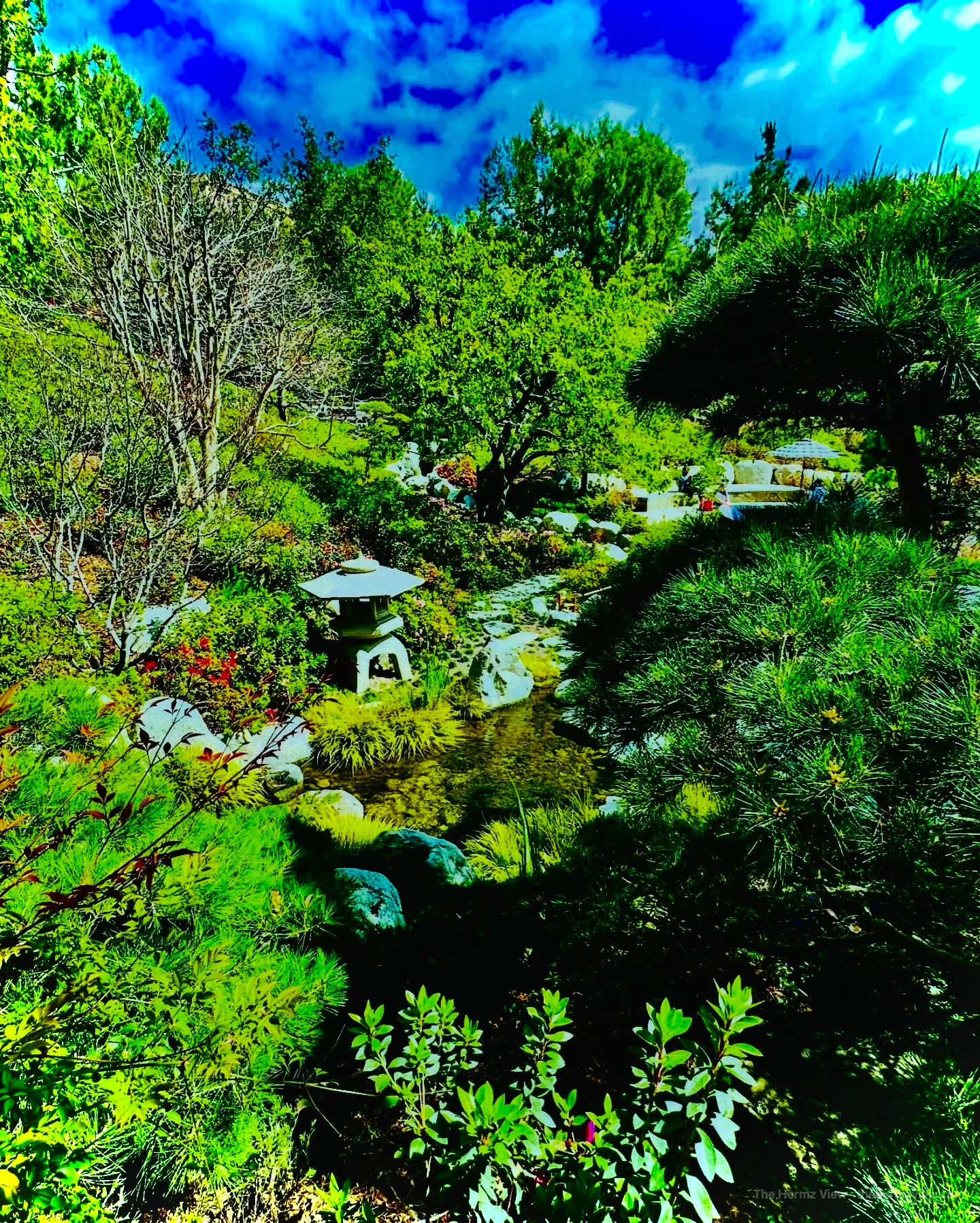 A quiet green stream winding through moss and forest plants