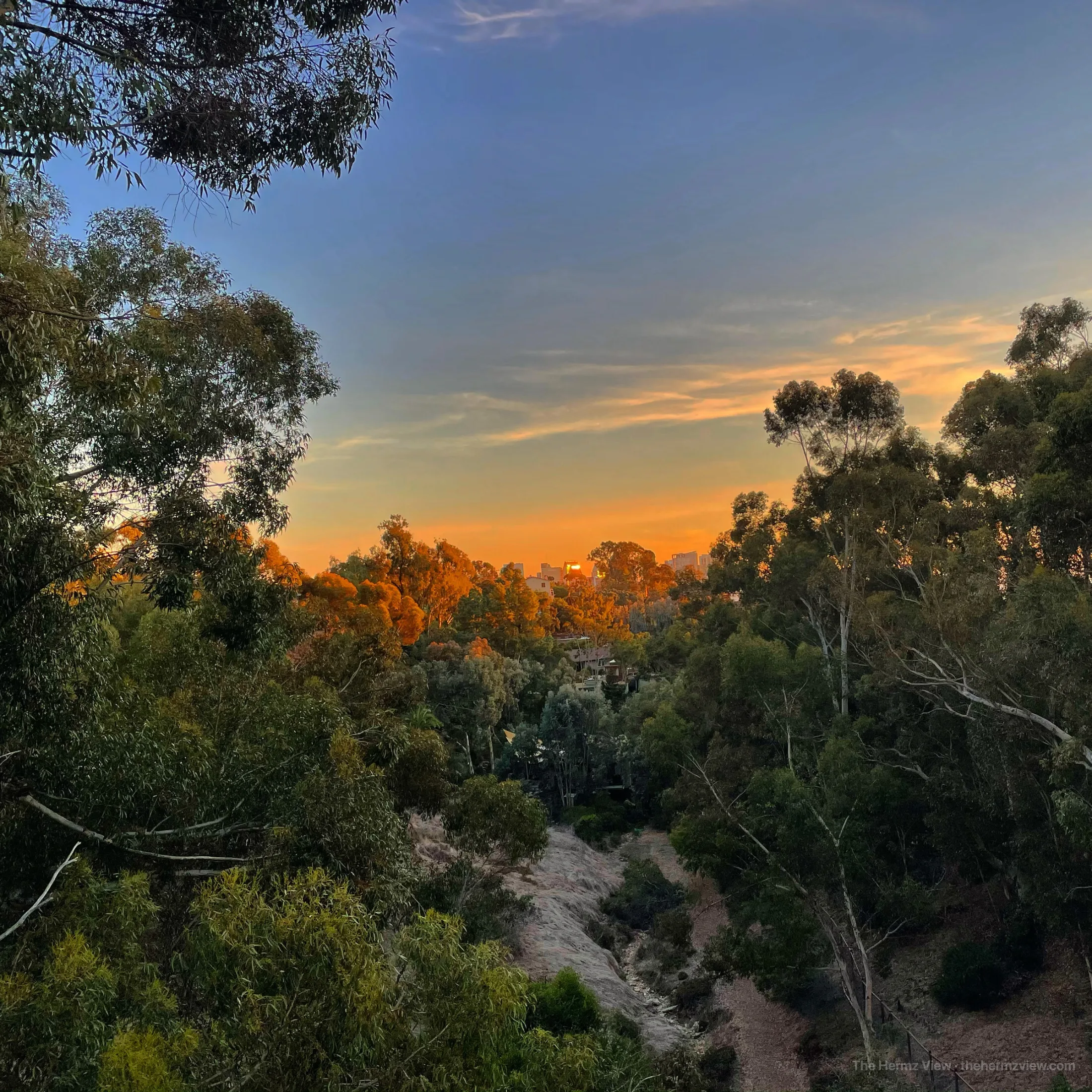 Evening light finding its way through the trees