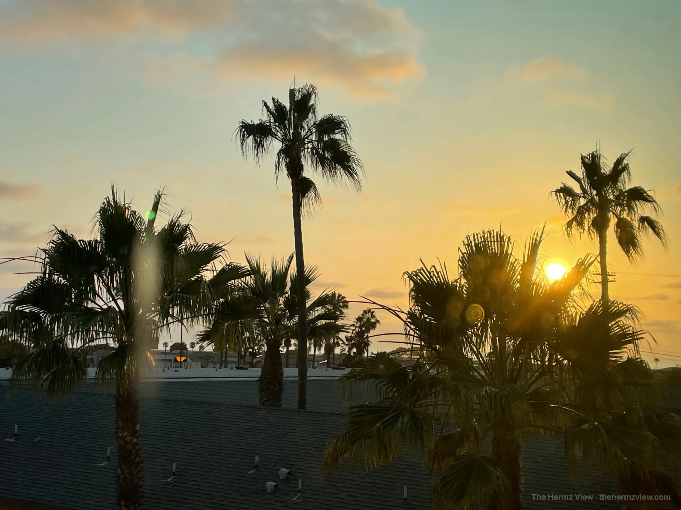 A single palm against a sunset sky