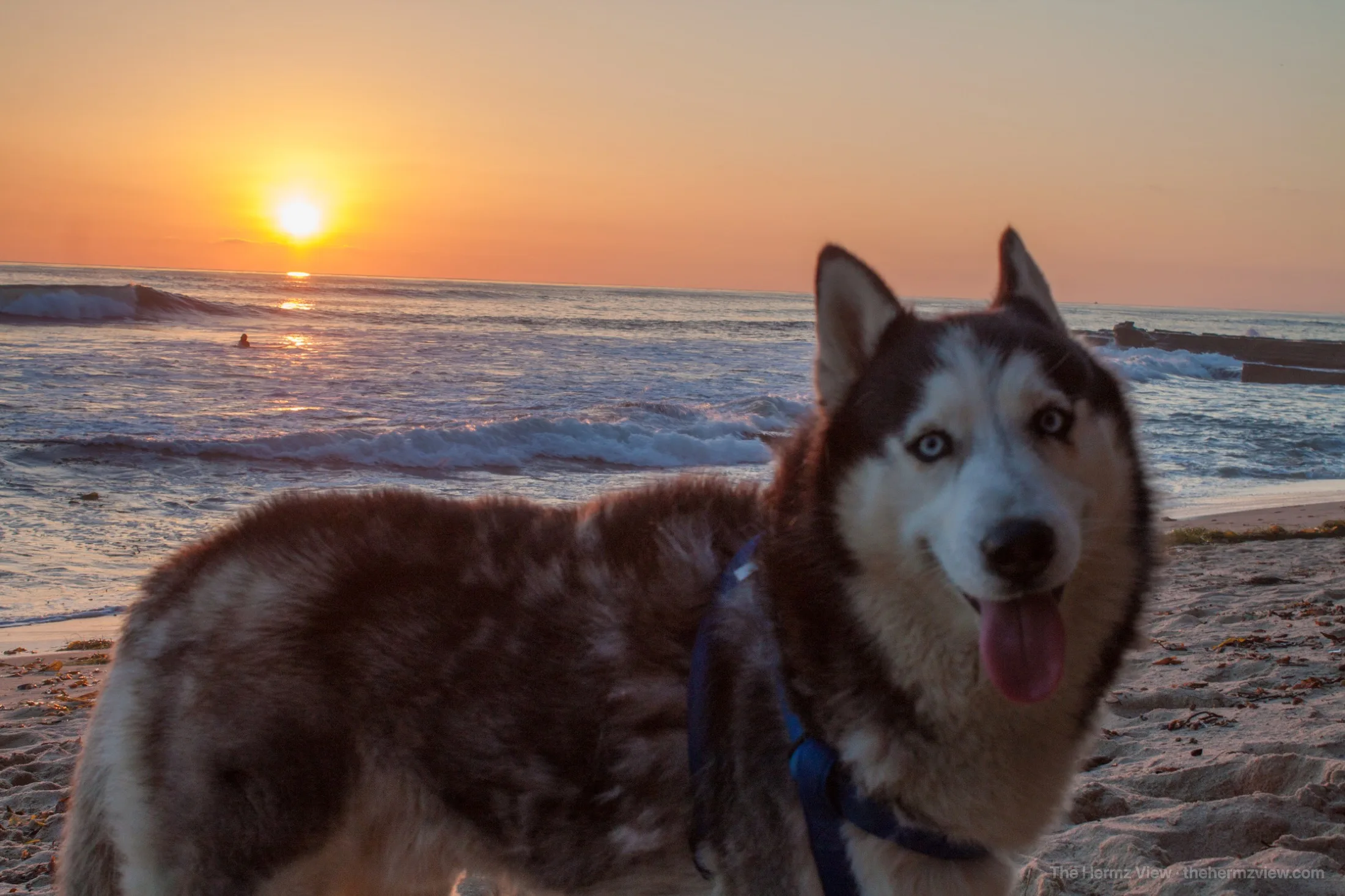 A husky exploring an empty beach