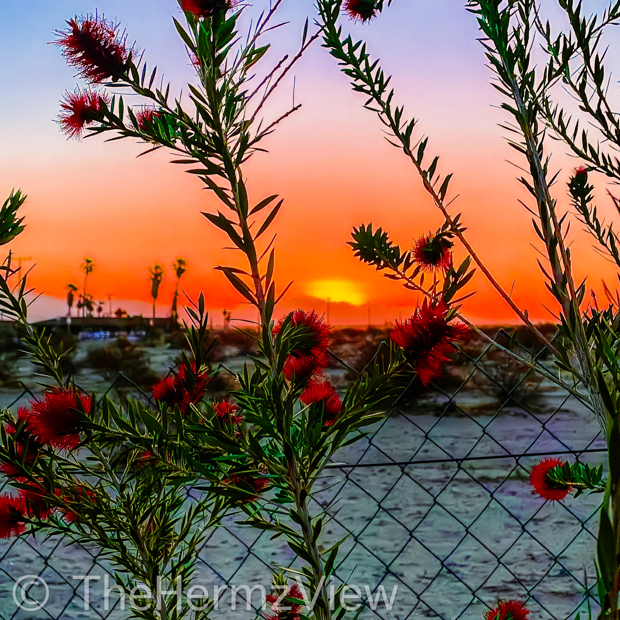 Red bottlebrush flowers and slender green leaves in the foreground framed against a chain-link fence and a vibrant orange sunset sky with silhouetted palm trees.