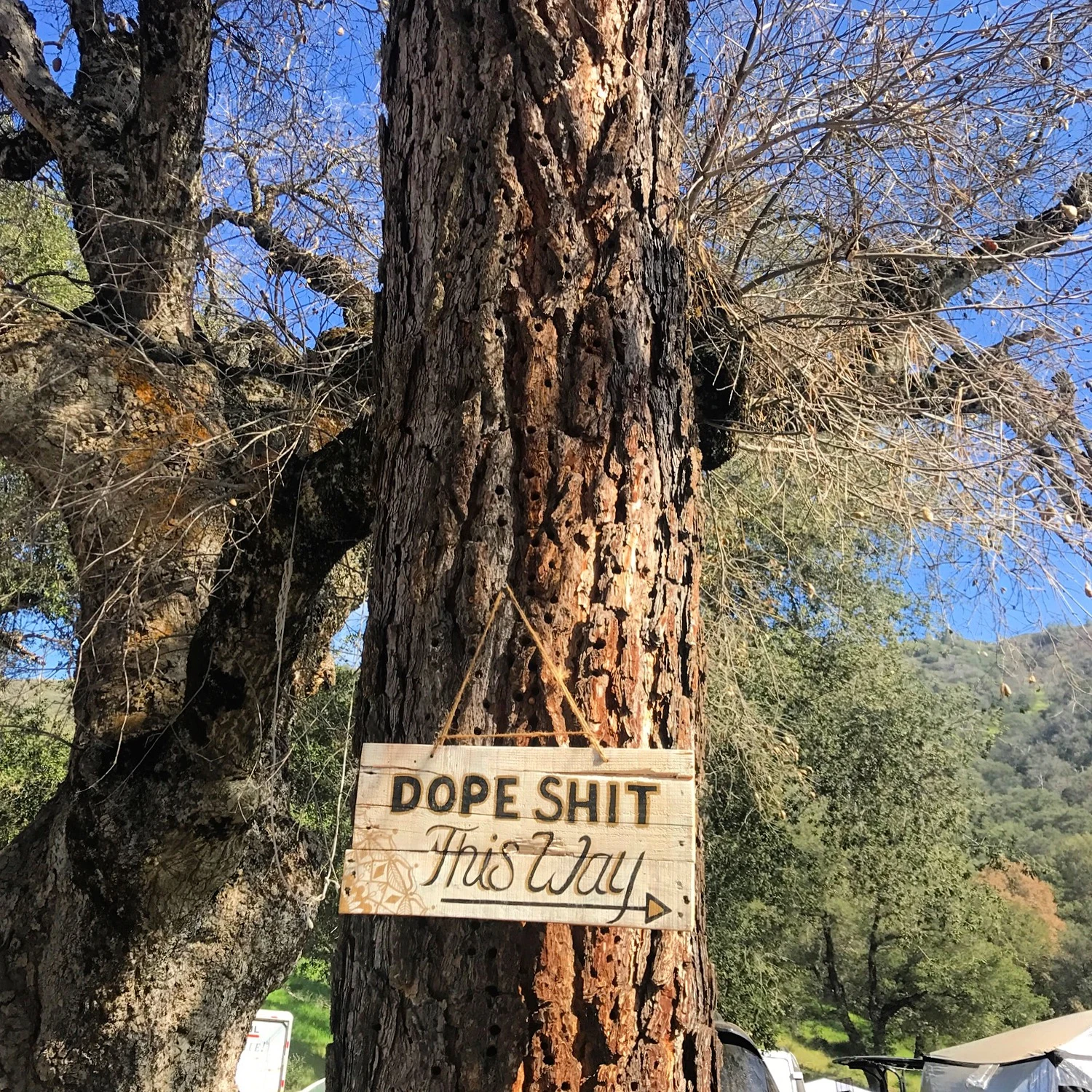 A wooden sign reading 'Dope Shit This Way' with an arrow hangs by twine on a thick tree trunk outdoors.