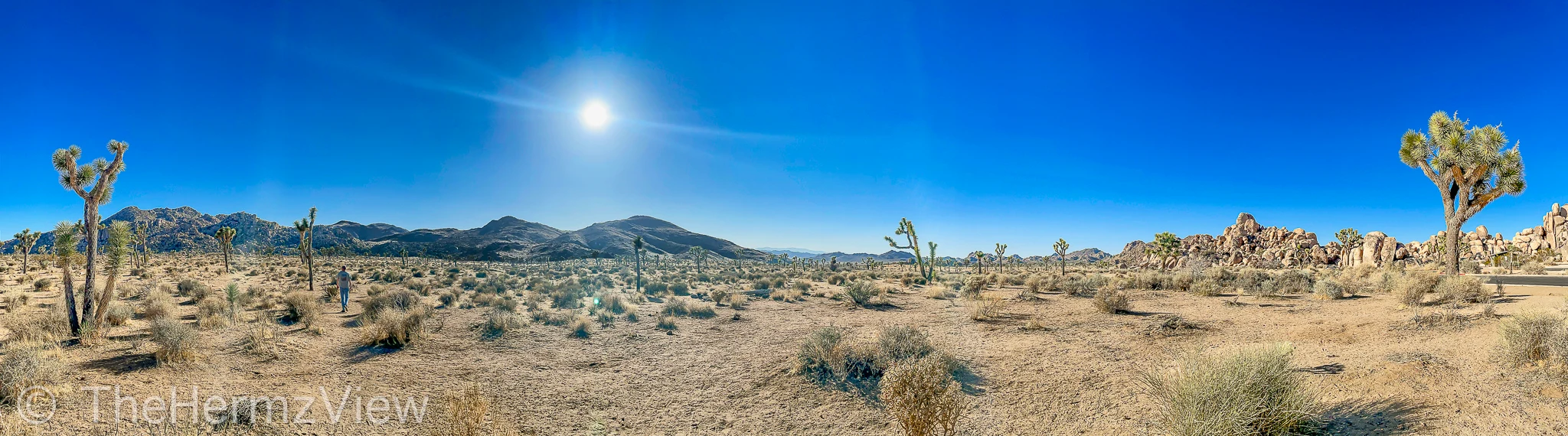 A wide panoramic view of a desert landscape filled with Joshua trees, low shrubs, rock formations, and a bright sun in a clear blue sky.