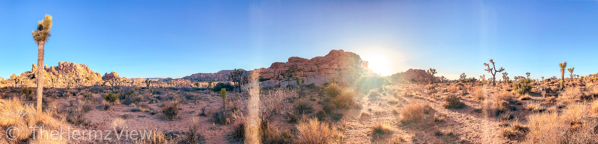 Wide panoramic view of a desert plain scattered with Joshua trees and rocky formations, illuminated by bright low-angle sunlight flaring over a ridge under a clear blue sky.